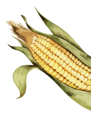 Corn